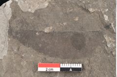 Foto (Detailansicht) von Cassia berenices Unger (NHMW-GEO-2024-0188-8047)